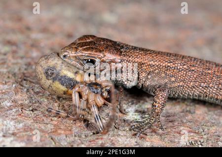 Gewöhnliche/lebhafte Lizard (Zootoca vivipara) Jungtiere fressende Spinne, fotografiert unter kontrollierten Bedingungen, Berwickshire, Schottland Stockfoto