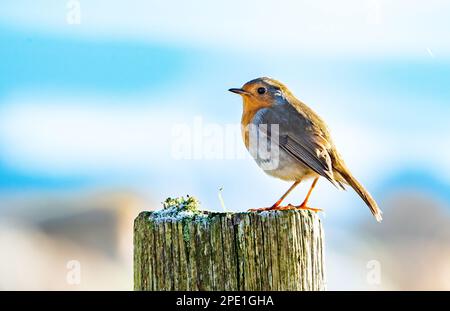 Ein Robin auf einem eisigen Zaunpfahl, Chipping, Preston, Lancashire, Großbritannien Stockfoto