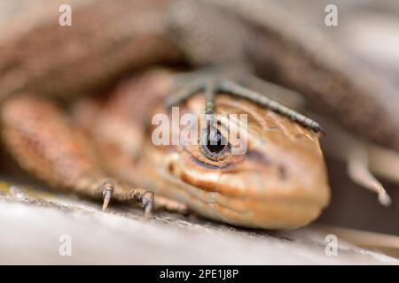 Gewöhnliche/lebhafte Eidechse (Zootoca vivipara) Nahaufnahme von jungen Eidechsen, die sich im Spätsommer auf einer nach Süden gerichteten Zaunschiene sonnen. Stockfoto