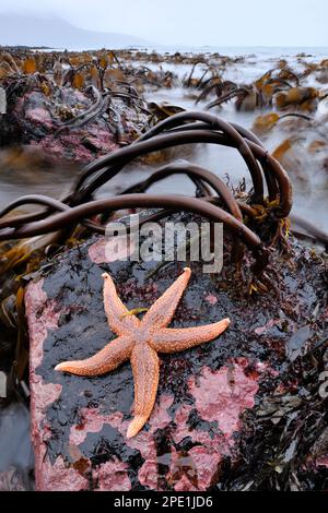 Gemeiner Seestern (Asterias rubens) auf Felsen im Seetang bei Ebbe, North Harris, Outer Hebrides, Schottland, März 2012 Stockfoto