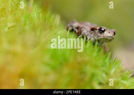 Kröte (Bufo bufo) Jungkröte im Spätsommer über Moos in Birchwood, Inverness-shire, Schottland, September 2010 Stockfoto