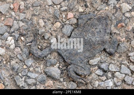 Gemeine Kröte (Bufo bufo) Überreste von im Straßenverkehr getötetem Tier auf der Straßenoberfläche, Berwickshire, Schottische Grenzen, Schottland, April 2015 Stockfoto