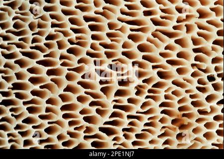 Dryads Sattelpilze (Polyporus squamosus) Nahaufnahme der Unterseite der Pilze mit Darstellung der Struktur der Poren namens Basidia Stockfoto