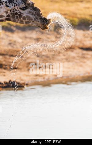 Eine Giraffe, Giraffa camelopardalis, trinkt an einem Wasserloch im Hwange-Nationalpark in Simbabwe. Stockfoto