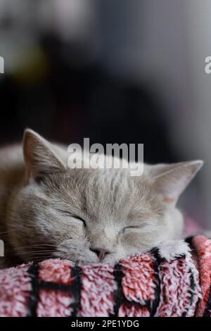 Süßer Traum von einer schottischen Hetero-Katze aus nächster Nähe Stockfoto
