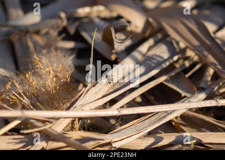 Zweige, Blätter trocken, dunkelbraun als Hintergrund. Pflanzen verwelkten an einem sonnigen Herbsttag auf dem Wasser. Stockfoto