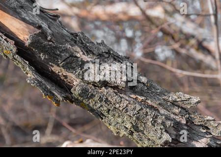 Bellen Sie an einem trockenen Baum mit Moos Stockfoto