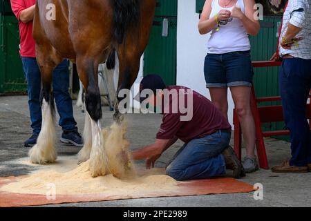 Stallmann auf Knien, Staubwischen von gefiedertem Bein (weiße Feder) von schwerem Pferd (beschäftigte Leute im Stallplatz) - Great Yorkshire Show, Harrogate, England. Stockfoto