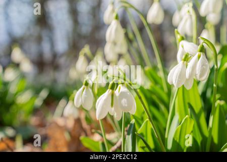 Weiße Schneeglöckchen im Frühling im Wald. Wunderschöne Aufnahmen von galanthus, gemeinhin bekannt als Snowdrop Stockfoto