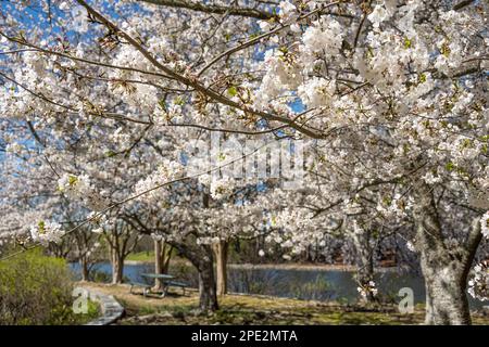 Blühende Kirschbäume an einem Teich im Briscoe Park in Snellville (Metro Atlanta), Georgia. (USA) Stockfoto