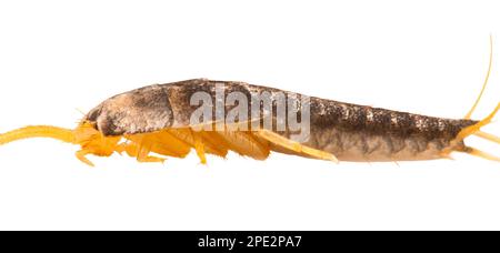 Silberfisch - Lepisma saccharina auf weiß isoliert Stockfoto