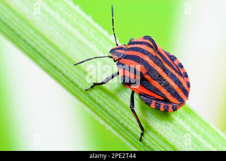 Gestreifter Käfer (Graphosoma lineatum). Bunte Insekten natürlicher Wiesen und Wälder Stockfoto