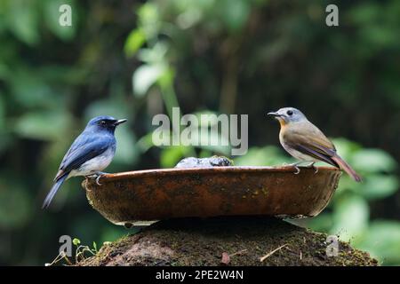 Weißer blauer Fliegenfänger, weiblich auf einem Ast in einem natürlichen Lebensraum, Nahaufnahme einer wunderschönen Vogelbeobachtung Stockfoto