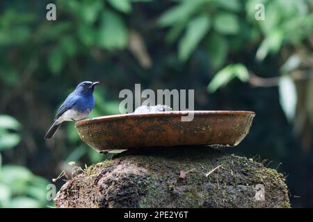 Weißer blauer Fliegenfänger, weiblich auf einem Ast in einem natürlichen Lebensraum, Nahaufnahme einer wunderschönen Vogelbeobachtung Stockfoto