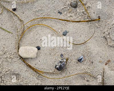 Seetang am Ostseestrand Stockfoto