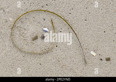 Seetang am Ostseestrand Stockfoto