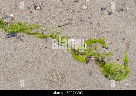 Algen am Ostseestrand Stockfoto