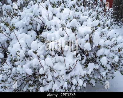 Sträucher im Garten im Winter mit Schnee bedeckt Stockfoto