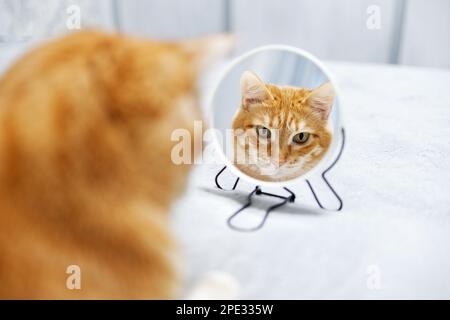 Die rote Katze sieht sich im Spiegel an. Oberflächliche Fokussierung. Kopierraum. Stockfoto