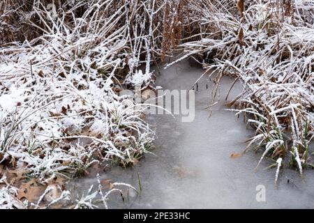 Gefrorene Pfütze im Sumpf mit Schnee im Winter Stockfoto