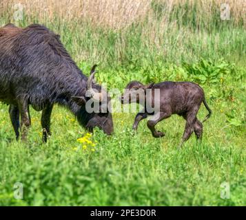 Süßer Wasserbüffel Baby Kalb zehn Tage alt und Mutterkuh, Bubalus bubalis rumänischer Büffel Karpaten Typ, läuft im Naturschutzgebiet Eifel, Deutschland Stockfoto