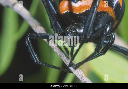 Nahaufnahme der Schwarzen Witwenspinne, Latrodectus tredecimguttatus Stockfoto