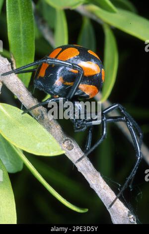 Nahaufnahme der Schwarzen Witwenspinne, Latrodectus tredecimguttatus Stockfoto