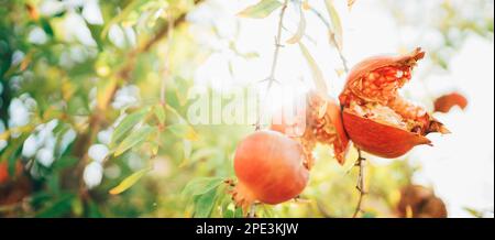 Helle sonnige Tagesaufnahme von reifen rissigen roten Granatapfel, die am Ast mit Sonnenstrahlen im Hintergrund anhängen. Gesundes Essen und Gartenkonzept. Stockfoto