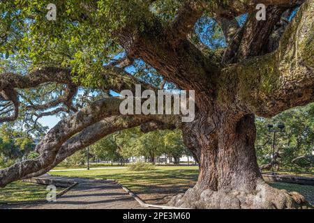 Im Jessie Ball DuPont Park im Zentrum von Jacksonville, Florida, gibt es einen riesigen, uralten Eichenbaum im Treaty Oak. (USA) Stockfoto