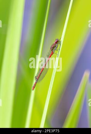 Ein großer roter Dammfliege auf einem Schilf Stockfoto