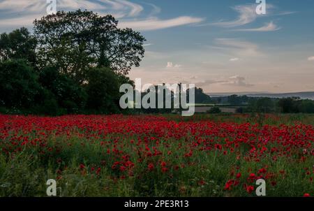 Ein Mohnfeld mit blauem Himmel Stockfoto