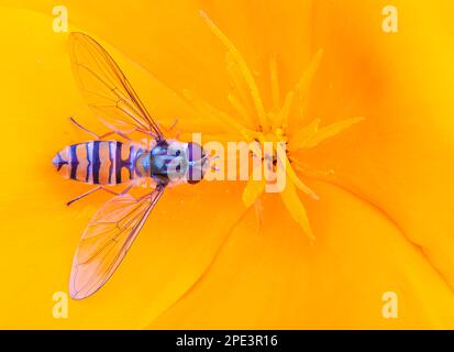 Ein Hoverfly suping Nektar auf einer Orangenblume Stockfoto