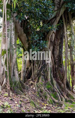 Riesiger Ficus-Baum mit Reben und Luftwurzeln im Hintergrund aus nächster Nähe Stockfoto