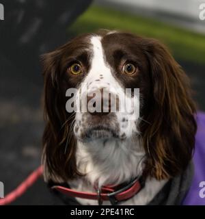 Englischer Springer Spaniel bei der Crufts Hundeshow 2023 Stockfoto