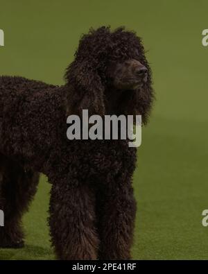 Ein brauner Standardpudel bei der Crufts-Hundeshow Stockfoto