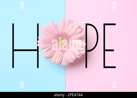 Wort HOFFNUNG mit Buchstaben und schöner Gerbera auf farbigem Hintergrund, Draufsicht Stockfoto