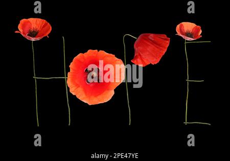 Wort HOPE mit wunderschönem roten Mohn auf schwarzem Hintergrund Stockfoto