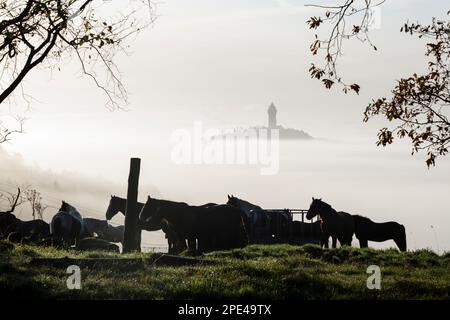 National Wallace Monument in Nebel, Stirlingshire, Schottland, Großbritannien, Europa Stockfoto