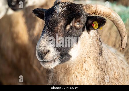 Schaf von Blackface im Schnee in Irland. Stockfoto