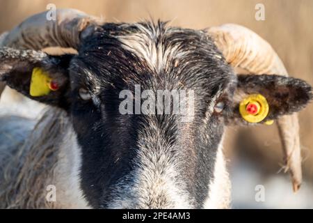 Schaf von Blackface im Schnee in Irland. Stockfoto