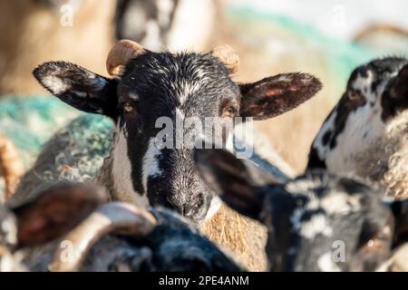 Schaf von Blackface im Schnee in Irland. Stockfoto