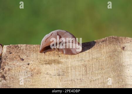 Gelee-Ohr, Judas- oder Judenohr (Auricularia auricula-judae). Auf einem Stück Holz. Familie Auriculariaceae. Niederlande, März Stockfoto