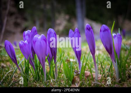 Schöne und kreative Komposition aus einer Gruppe von lila Krokus Blüten mit Tiefenschärfe und diffusem Hintergrund im Frühjahr. Stockfoto