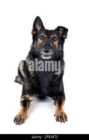 Schäferhund vor weißem Hintergrund Stockfoto