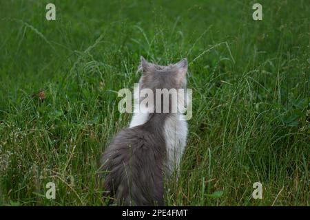 Schöne Katze, die auf einer Wiese sitzt. Katze, die im Gras liegt und spielt. Stockfoto