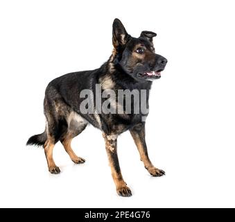 Schäferhund vor weißem Hintergrund Stockfoto