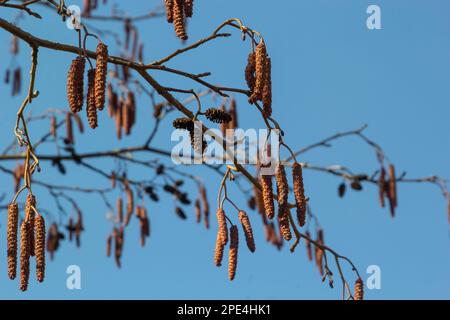 Europäischer Erle, Alnus glutinosa, Zweig mit reifen weiblichen Katzen, blühenden männlichen Katzen und Knospen auf weichem Hintergrund, selektiver Fokus. Stockfoto