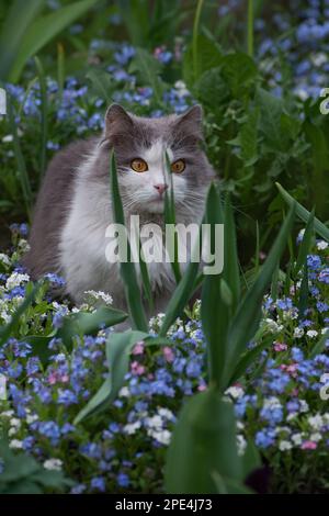 Die Katze sitzt zwischen blauen, nicht-vergessen-Blumen. Vergiss-mich-nicht-Blumen, die in einem Garten in der Nähe der Katze blühen. Stockfoto