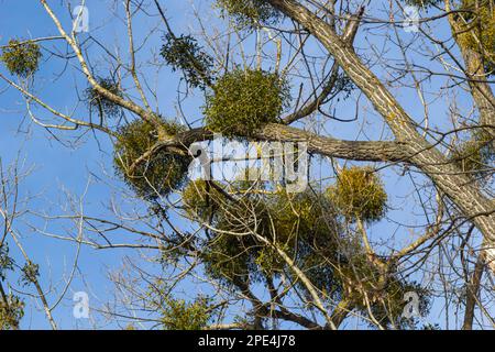 Ein kranker verwelkter Baum, angegriffen von Mistelzweigen, Viscum. Es sind hölzerne, obligatorische hemiparasitäre Sträucher. Stockfoto