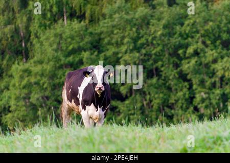 Holstein friesian Rinder. Eine schwarz-weiße Kuh gräbt auf einer grünen Weide. Stockfoto